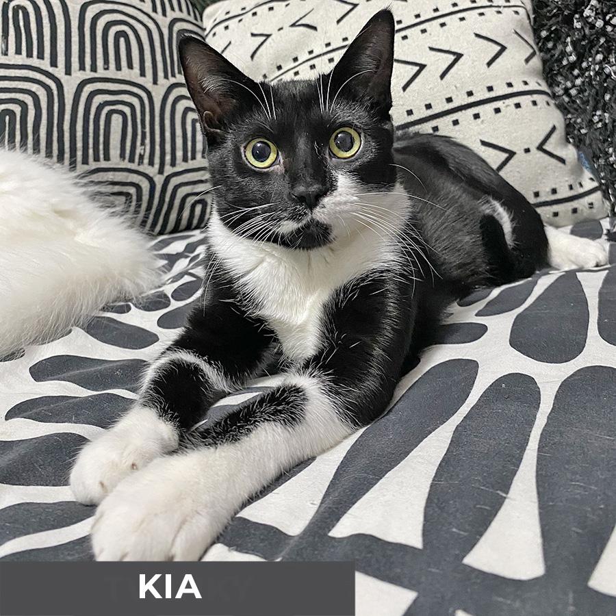 Enlarge Kia , a Adoptable Domestic Short Hair in Etobicoke, ON image 2/3