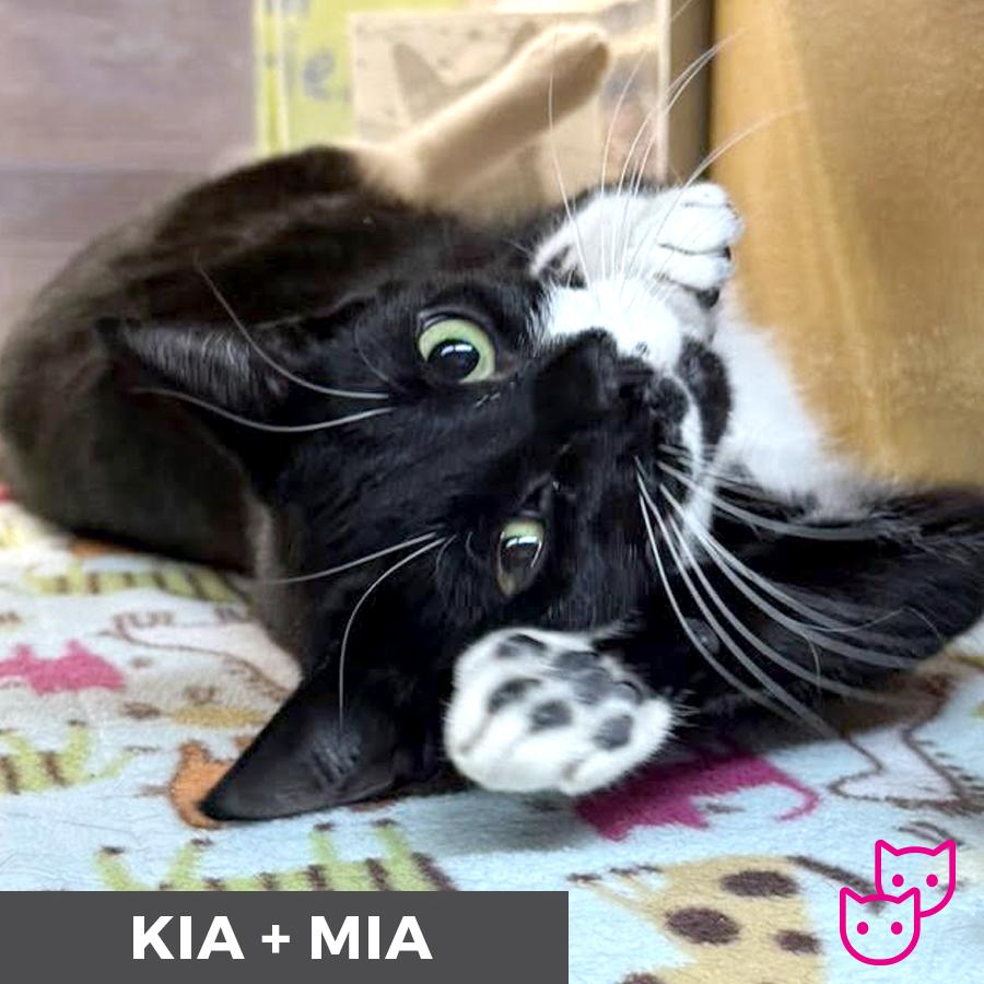 Enlarge Kia (bonded with Mia), a Adoptable Domestic Short Hair in Etobicoke, ON image 3/6