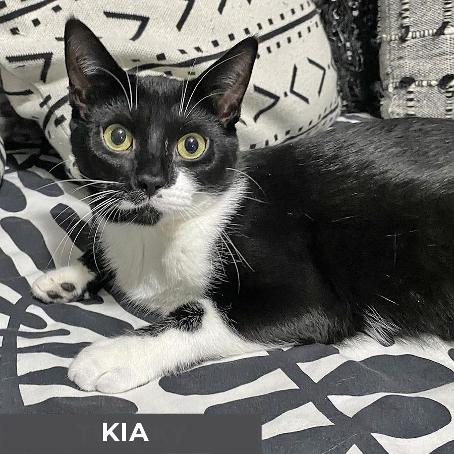 Enlarge Kia , a Adoptable Domestic Short Hair in Etobicoke, ON image 3/3