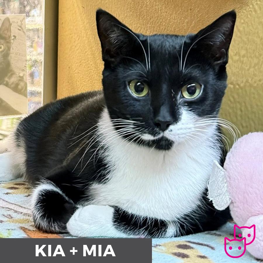 Enlarge Kia (bonded with Mia), a Adoptable Domestic Short Hair in Etobicoke, ON image 1/6