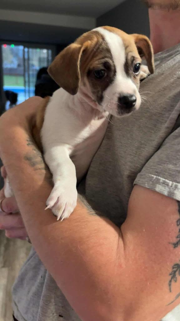 Jerry, Adoptable, Puppy Male Shih Tzu & Chihuahua.