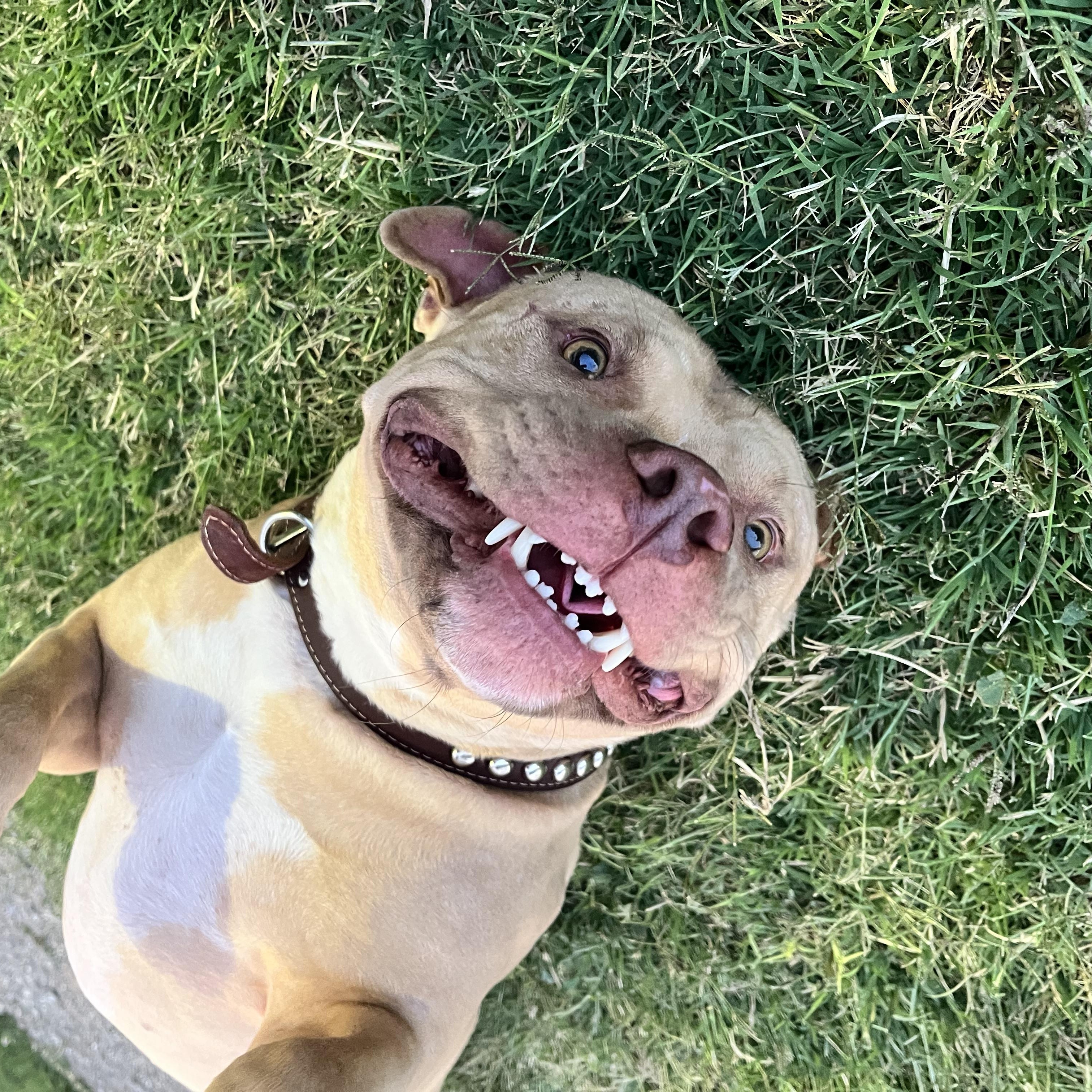 Enlarge Simba, a ADOPTABLE Pit Bull Terrier in Geronimo, OK image 5/6
