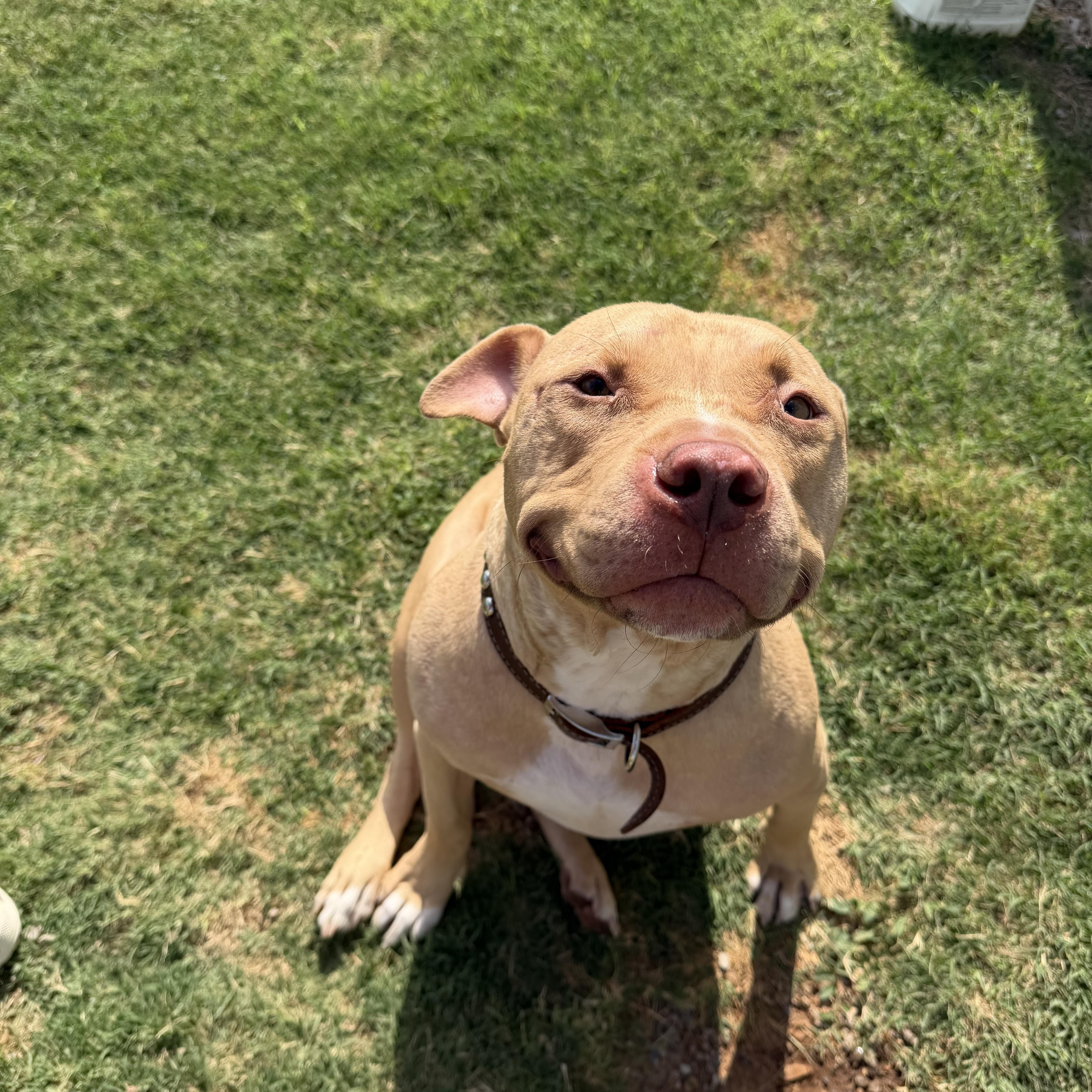 Simba, ADOPTABLE, Young Male Pit Bull Terrier.