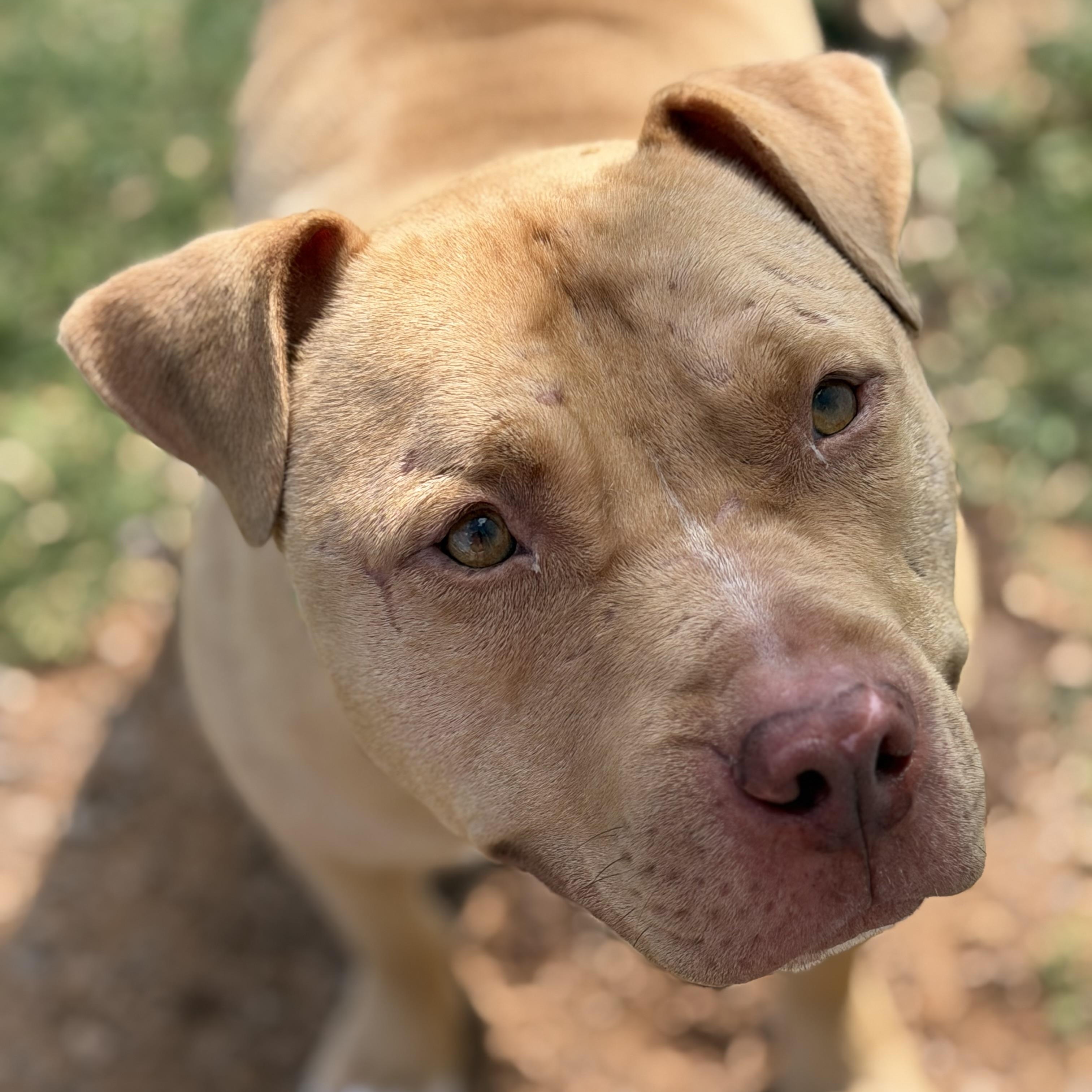 Enlarge Simba, a ADOPTABLE Pit Bull Terrier in Geronimo, OK image 3/6
