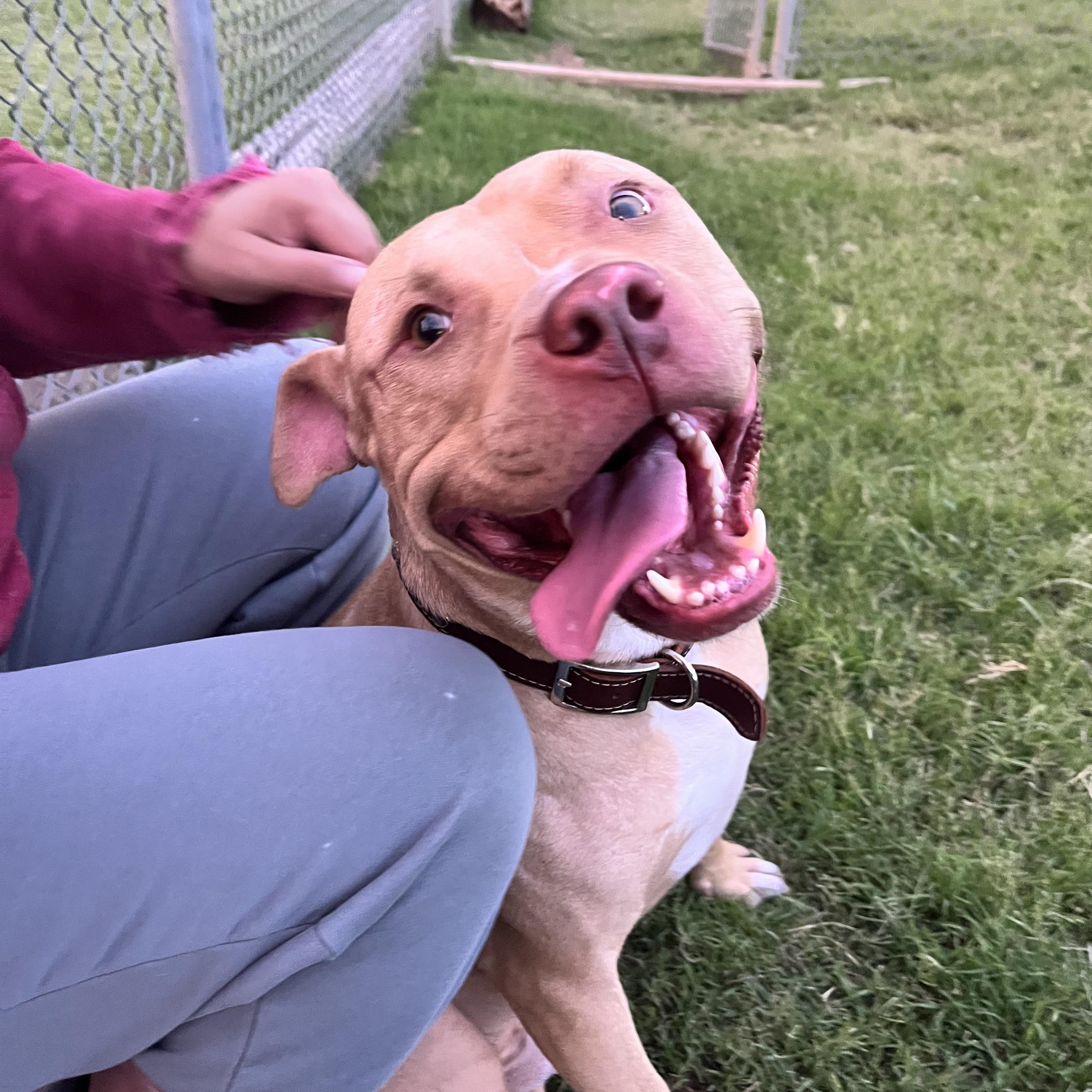 Enlarge Simba, a ADOPTABLE Pit Bull Terrier in Geronimo, OK image 6/6