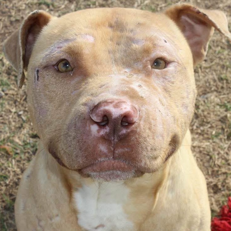 Enlarge Simba, a ADOPTABLE Pit Bull Terrier in Geronimo, OK image 2/6