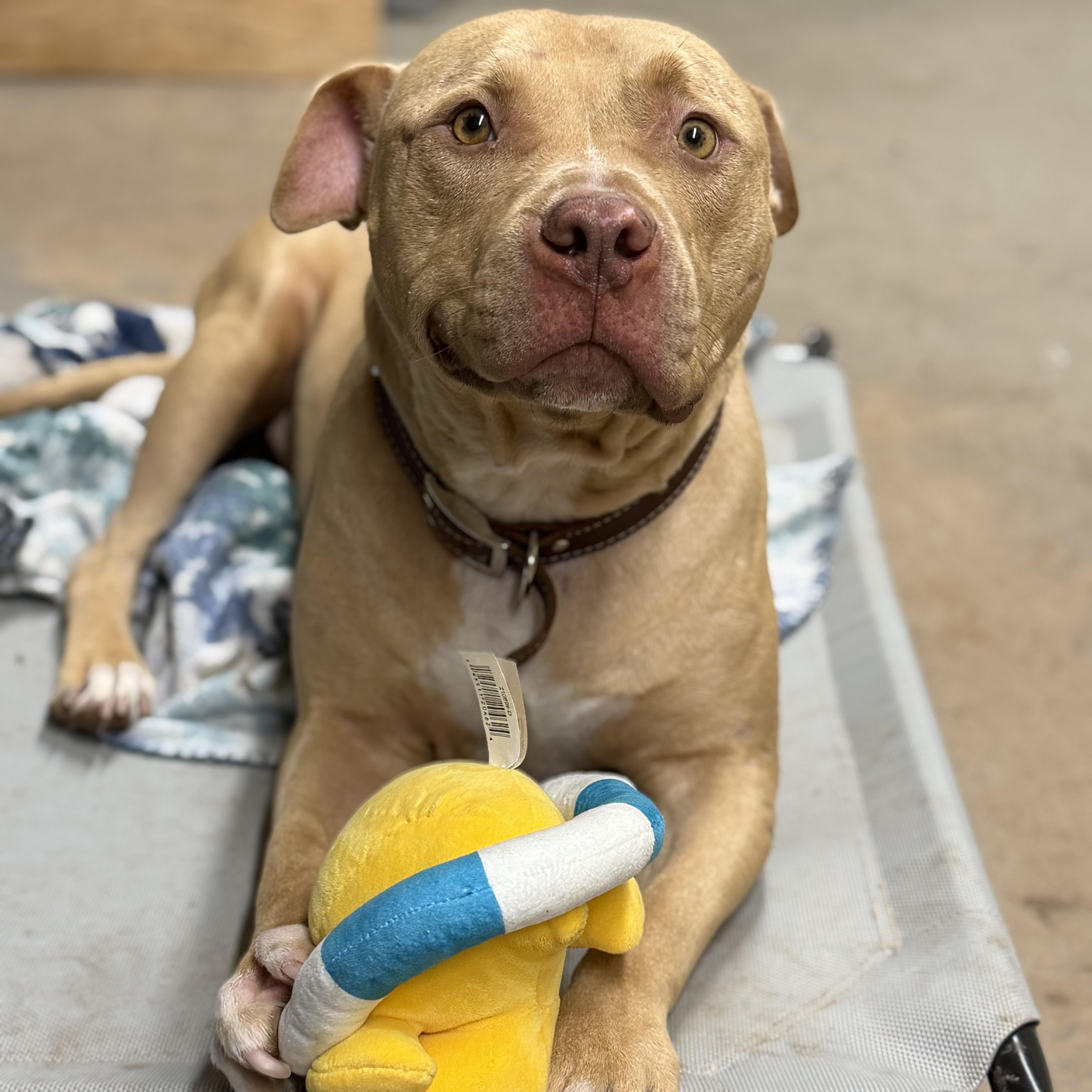 Enlarge Simba, a ADOPTABLE Pit Bull Terrier in Geronimo, OK image 4/6