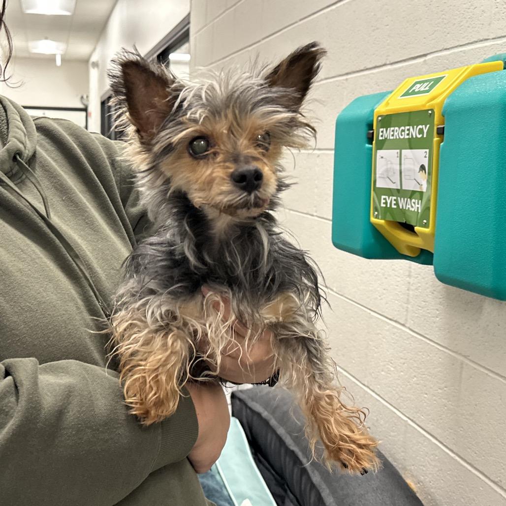 Dorothy, Adoptable, Senior Female Mixed Breed.
