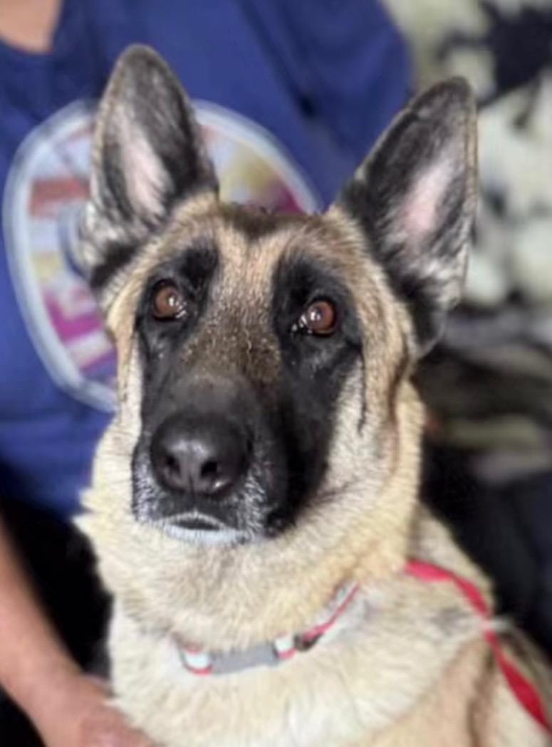 Sylvia-Coming soon, Adoptable, Adult Female German Shepherd Dog.