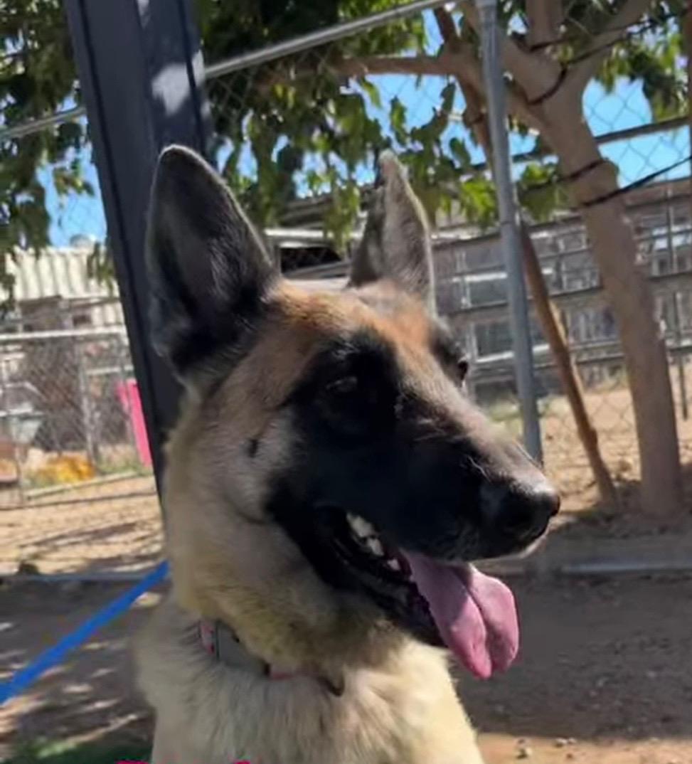 Sylvia-Coming soon, a Adoptable mixed breed in Jefferson City, MO image 2/5