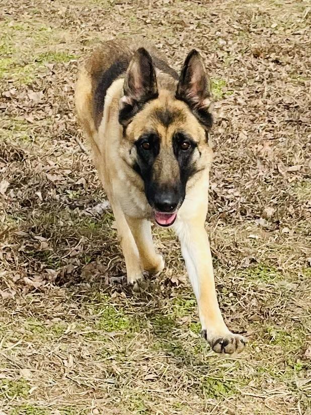 Enlarge Sylvie, a Adoptable mixed breed in Jefferson City, MO image 2/6