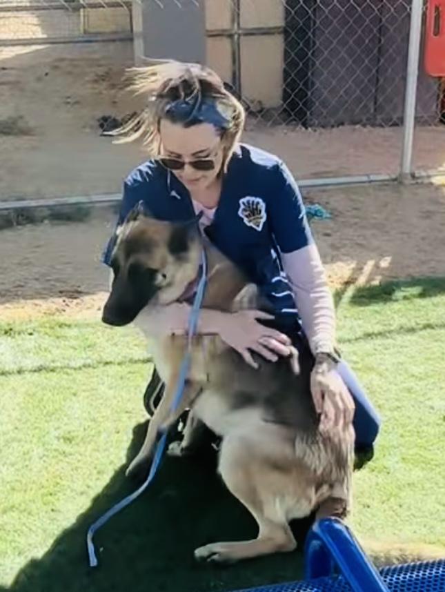 Sylvia-Coming soon, a Adoptable mixed breed in Jefferson City, MO image 3/5