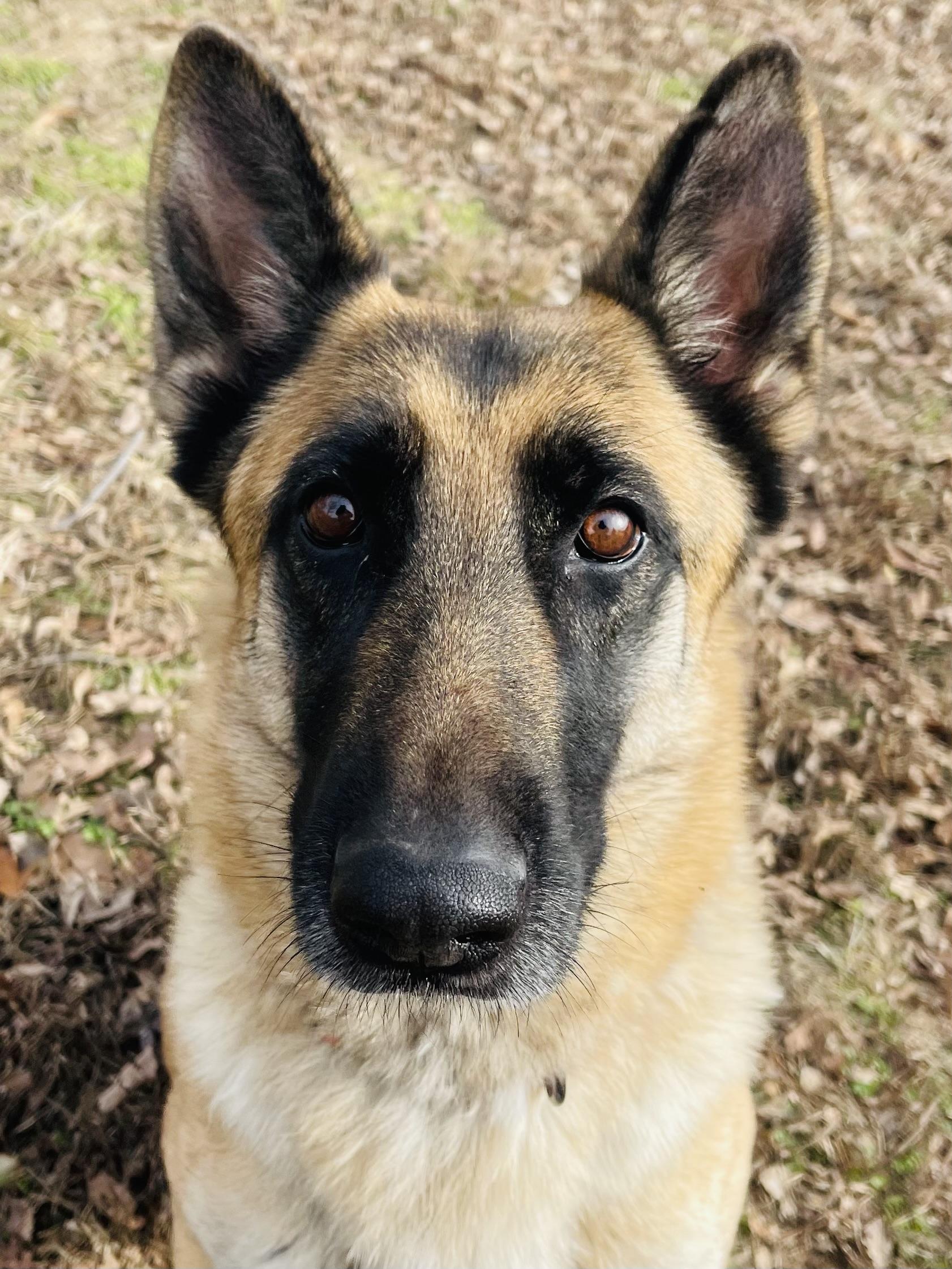 Enlarge Sylvie, a Adoptable mixed breed in Jefferson City, MO image 6/6