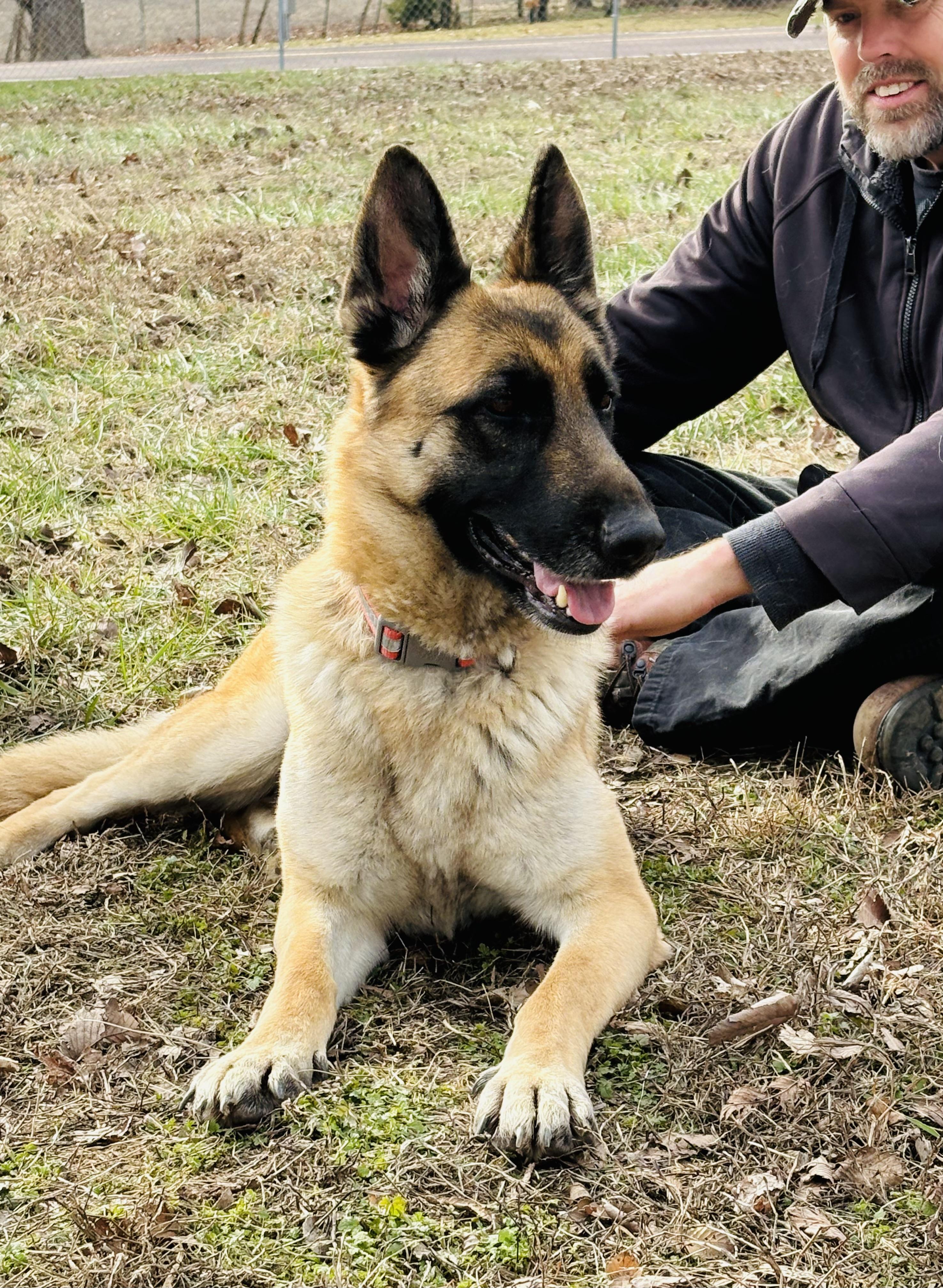 Enlarge Sylvie, a Adoptable mixed breed in Jefferson City, MO image 5/6