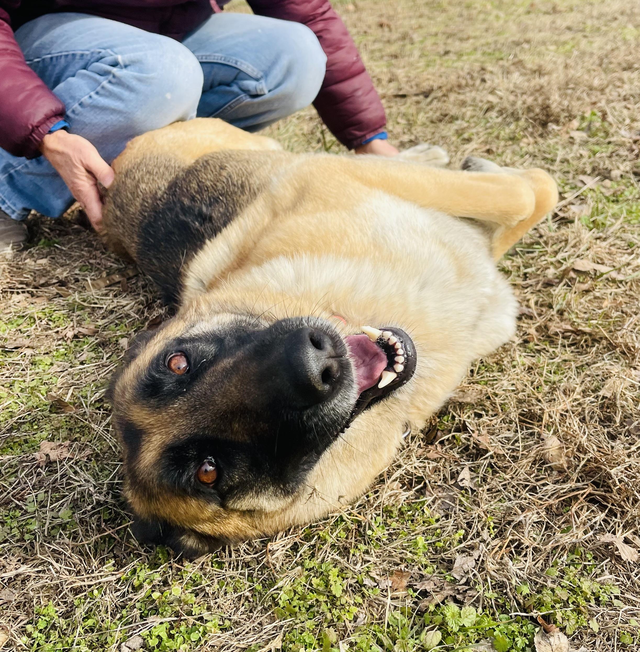 Enlarge Sylvie, a Adoptable mixed breed in Jefferson City, MO image 3/6