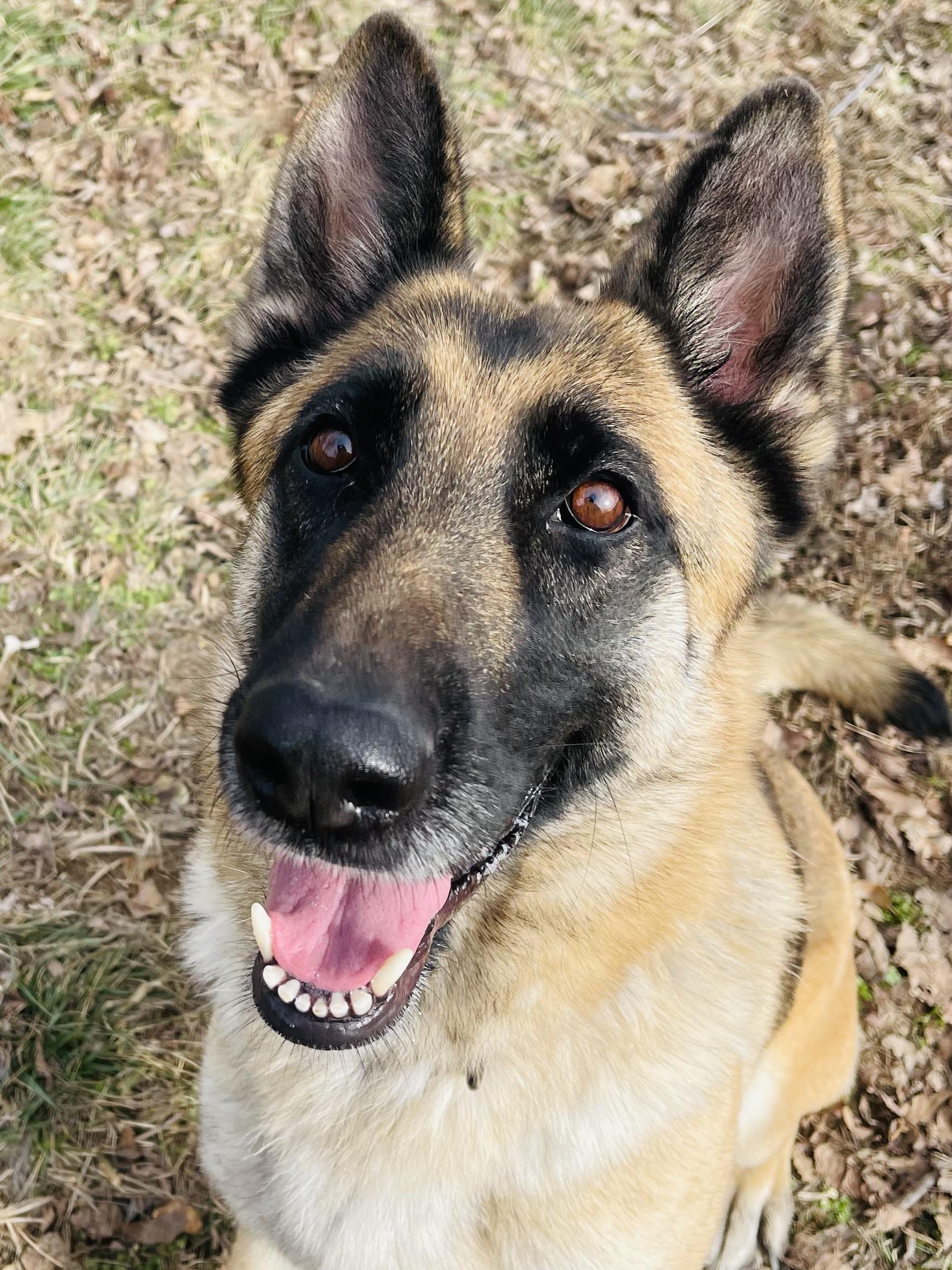 Enlarge Sylvie, a Adoptable mixed breed in Jefferson City, MO image 4/6