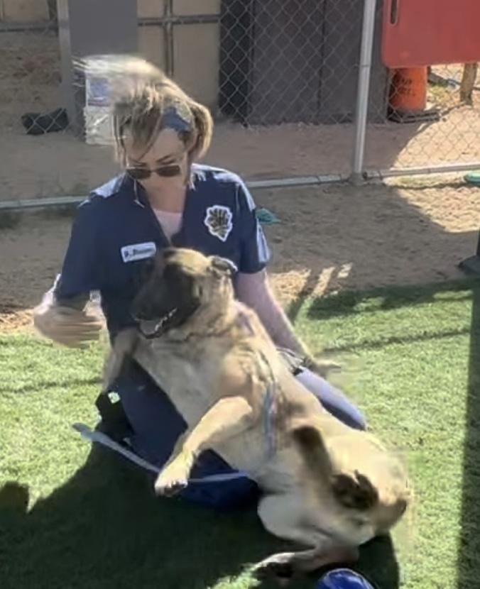 Sylvia-Coming soon, a Adoptable mixed breed in Jefferson City, MO image 4/5