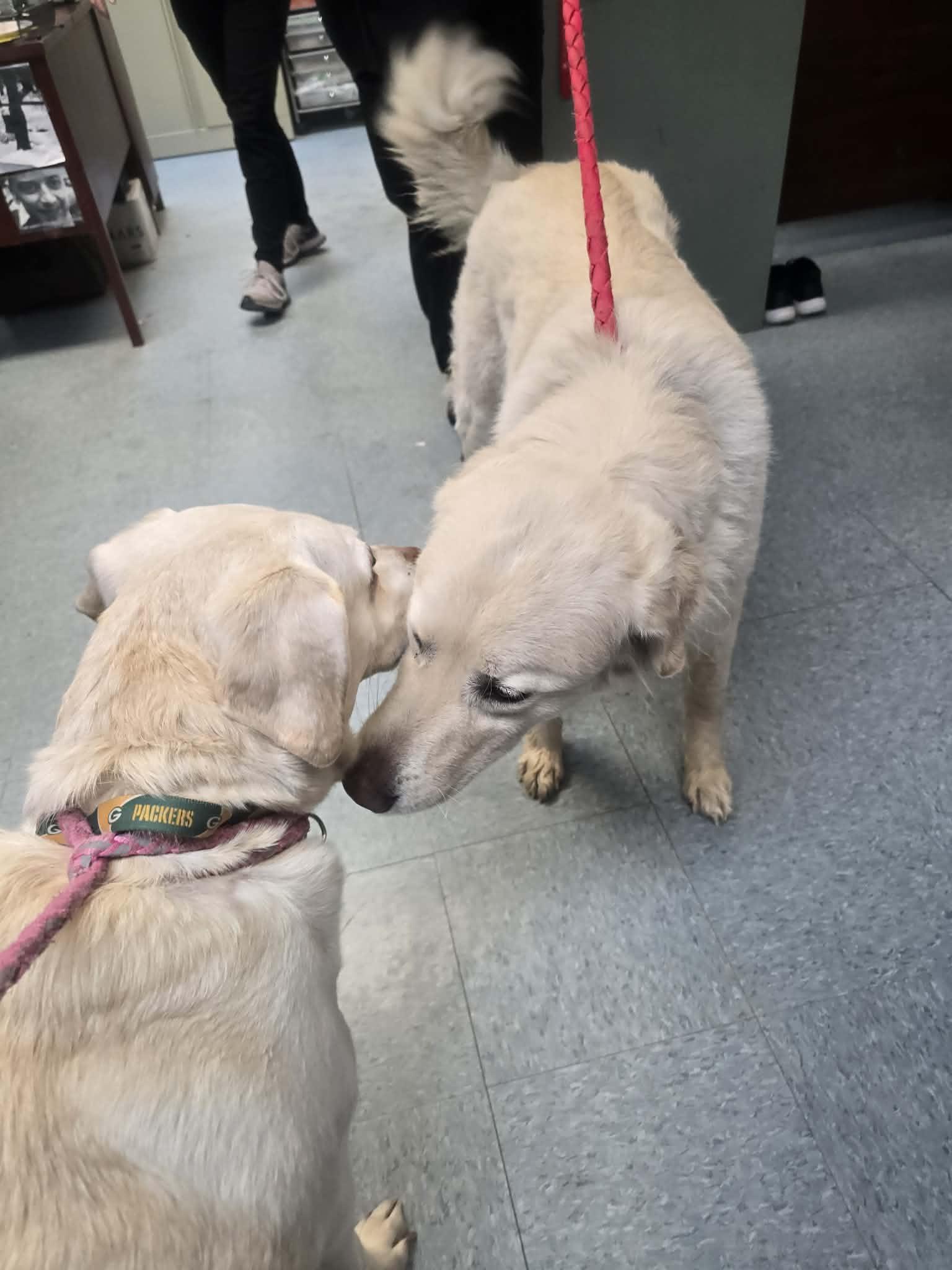 Enlarge Khalua, an adopted Great Pyrenees in Rock Falls, IL image 4/4