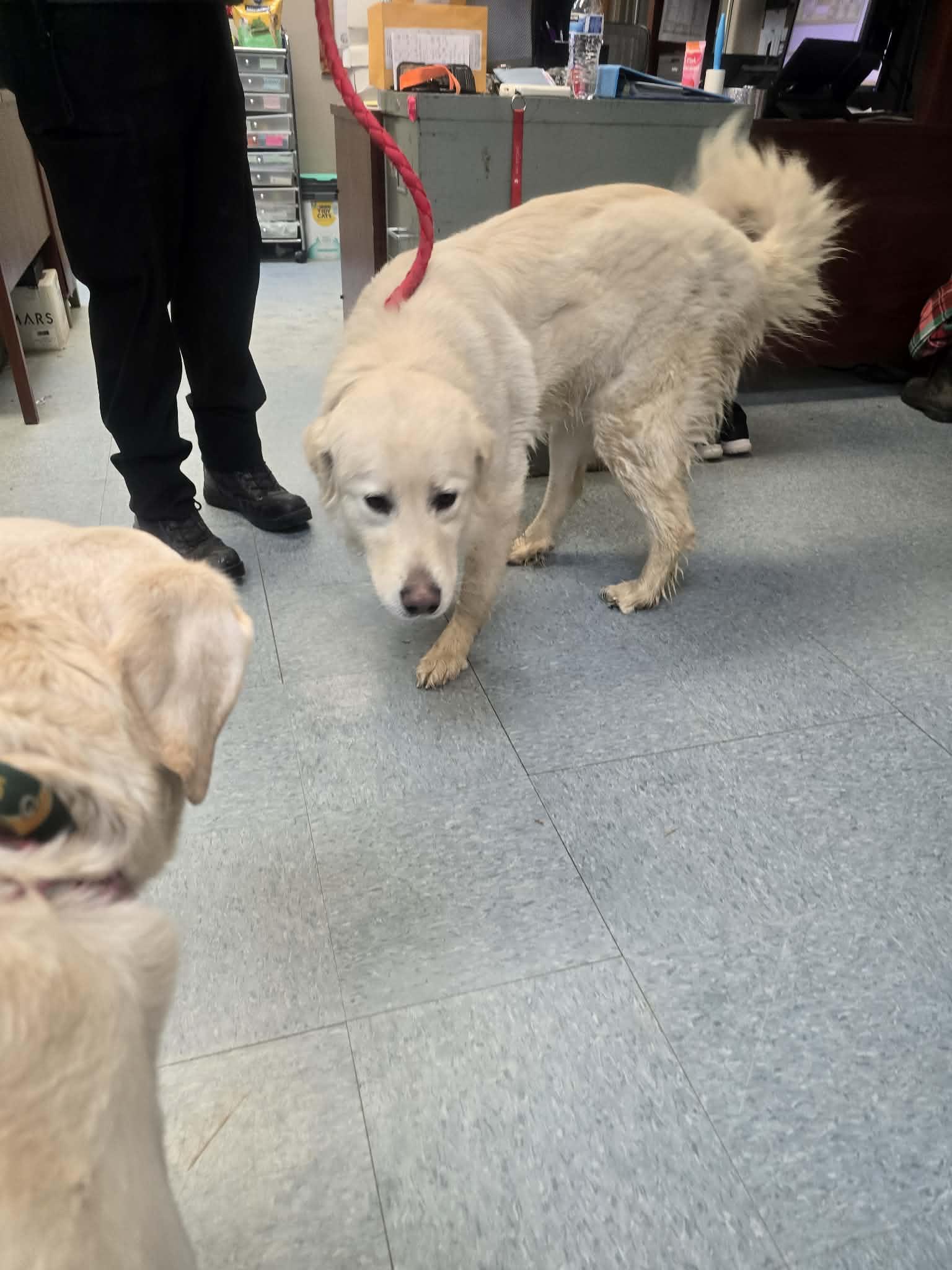 Enlarge Khalua, an adopted Great Pyrenees in Rock Falls, IL image 2/4