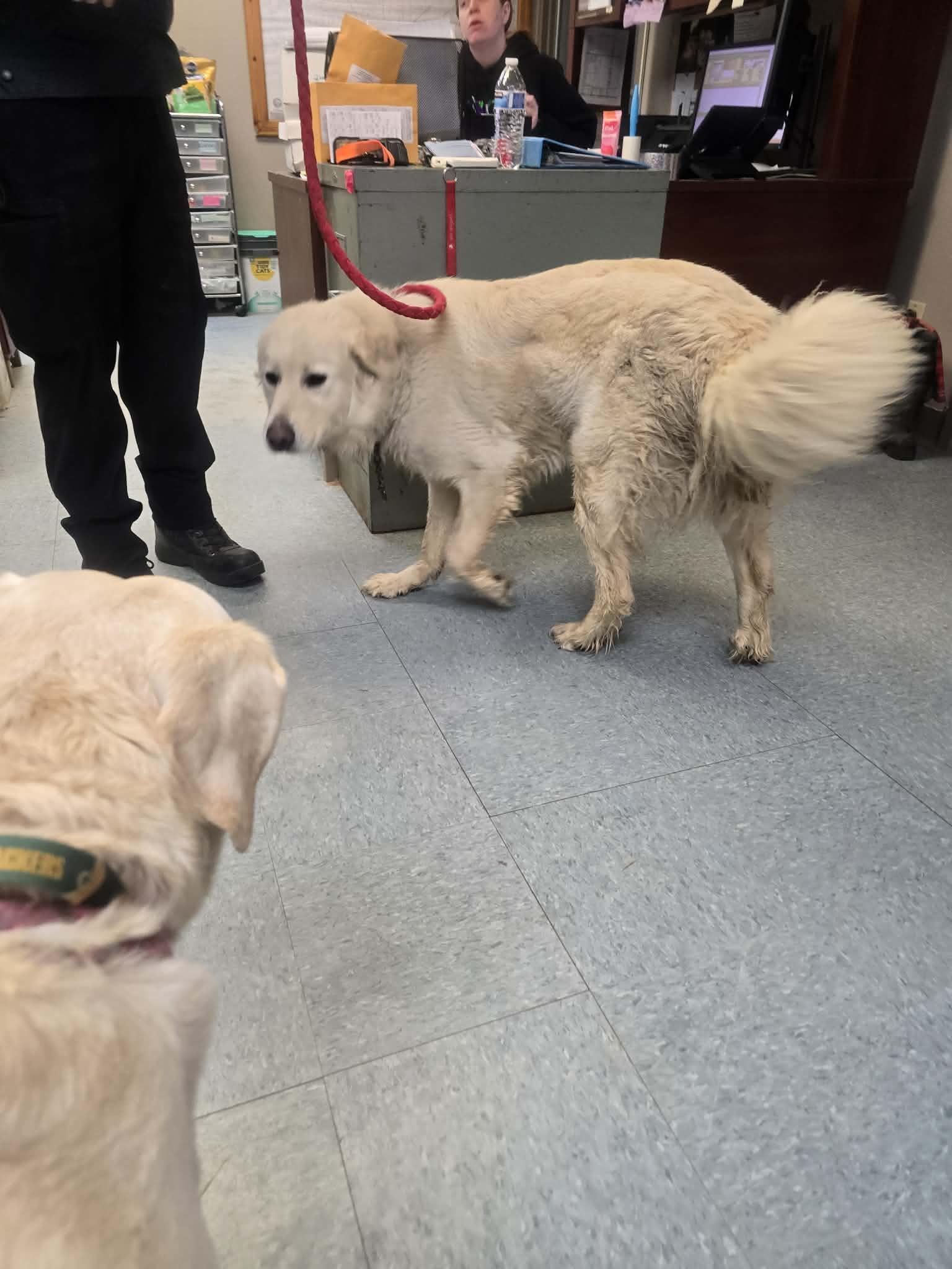 Enlarge Khalua, an adopted Great Pyrenees in Rock Falls, IL image 3/4