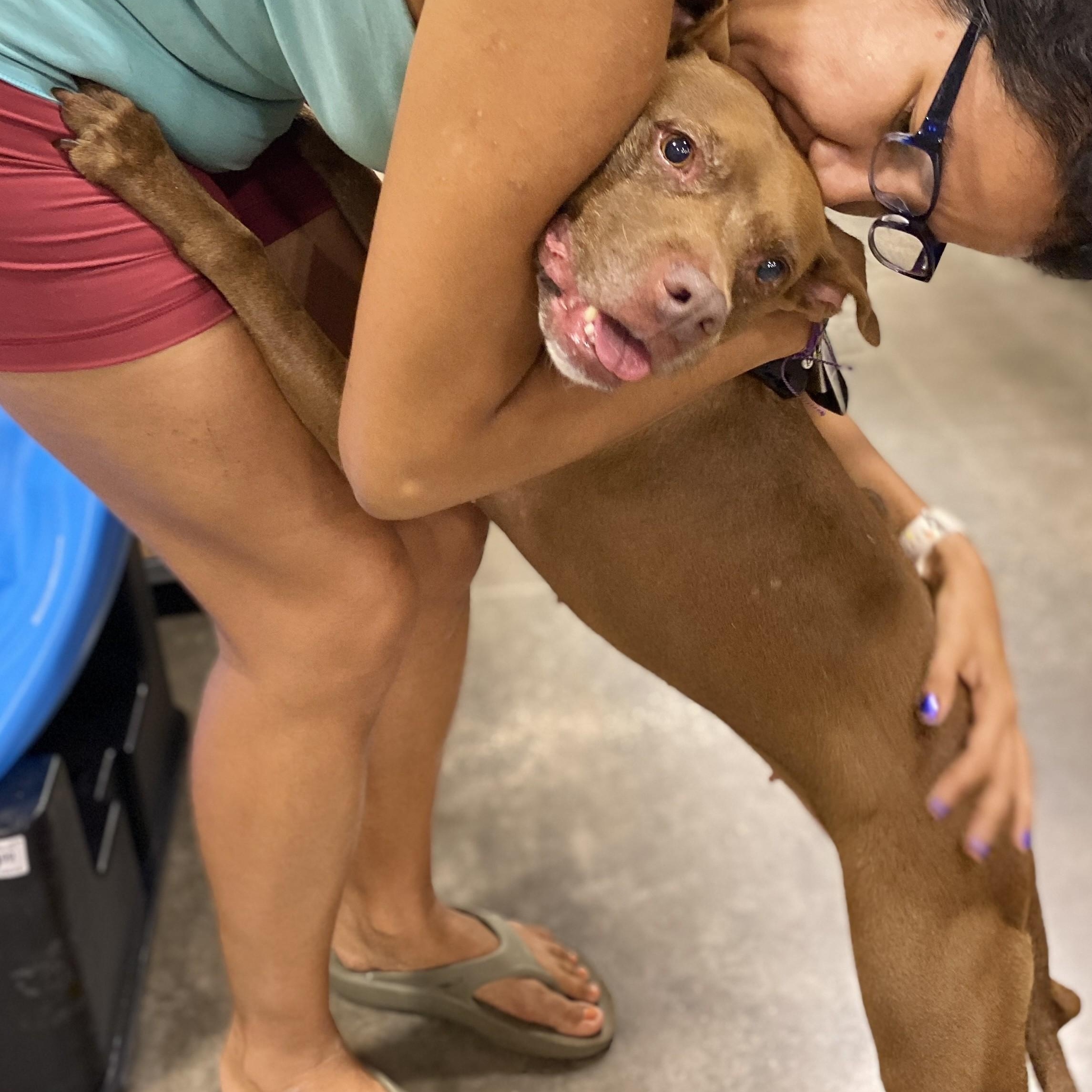Enlarge PENNY, a Adoptable mixed breed in Largo, FL image 2/6