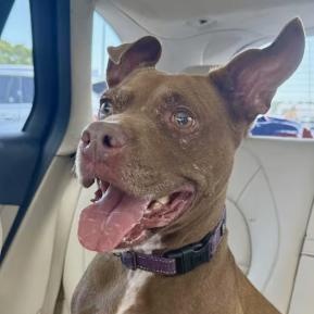 PENNY, Adoptable, Adult Female Pit Bull Terrier.