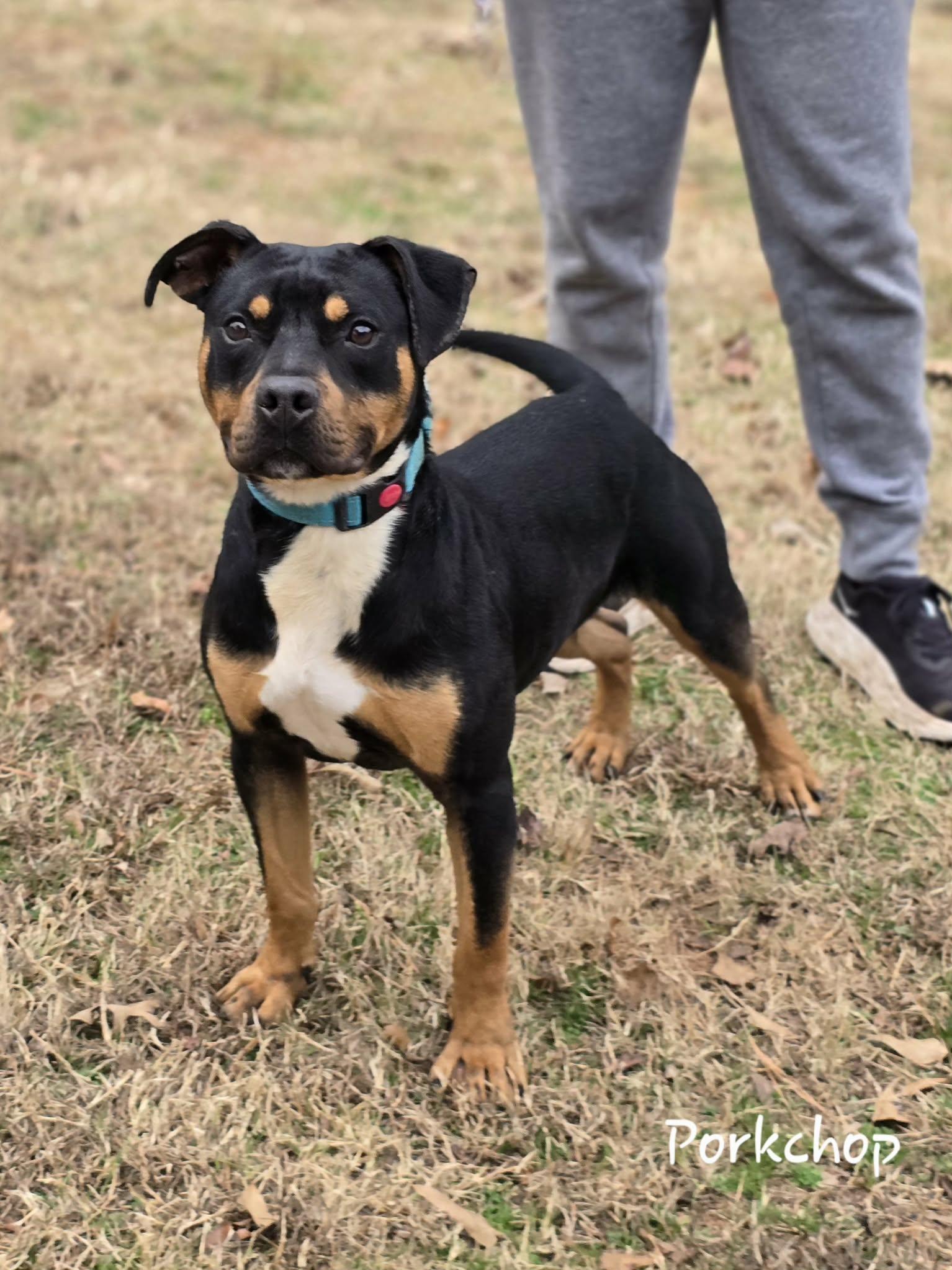Enlarge Porkchop, a ADOPTABLE mixed breed in Bishop, GA image 3/6