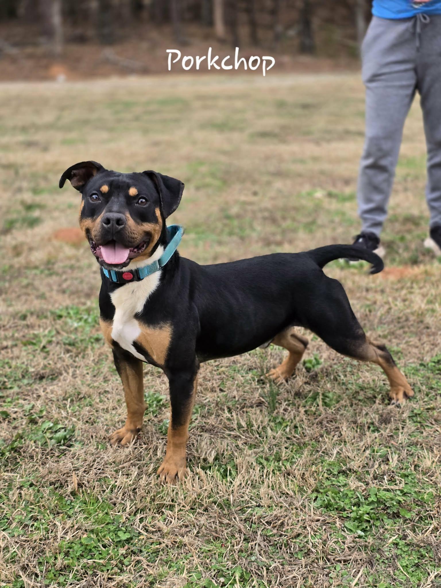 Enlarge Porkchop, a ADOPTABLE mixed breed in Bishop, GA image 5/6