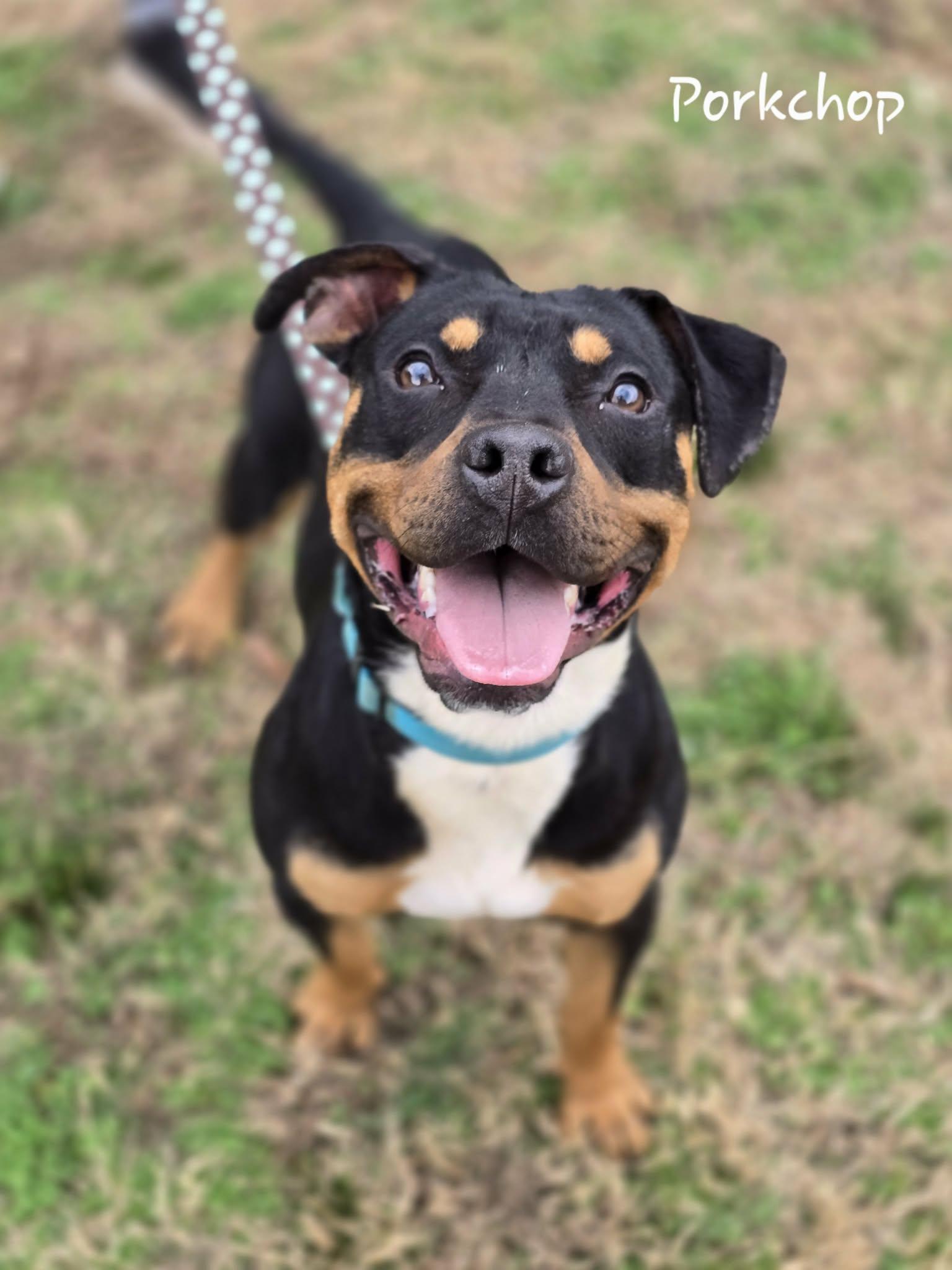 Porkchop, ADOPTABLE, Adult Male Mixed Breed.