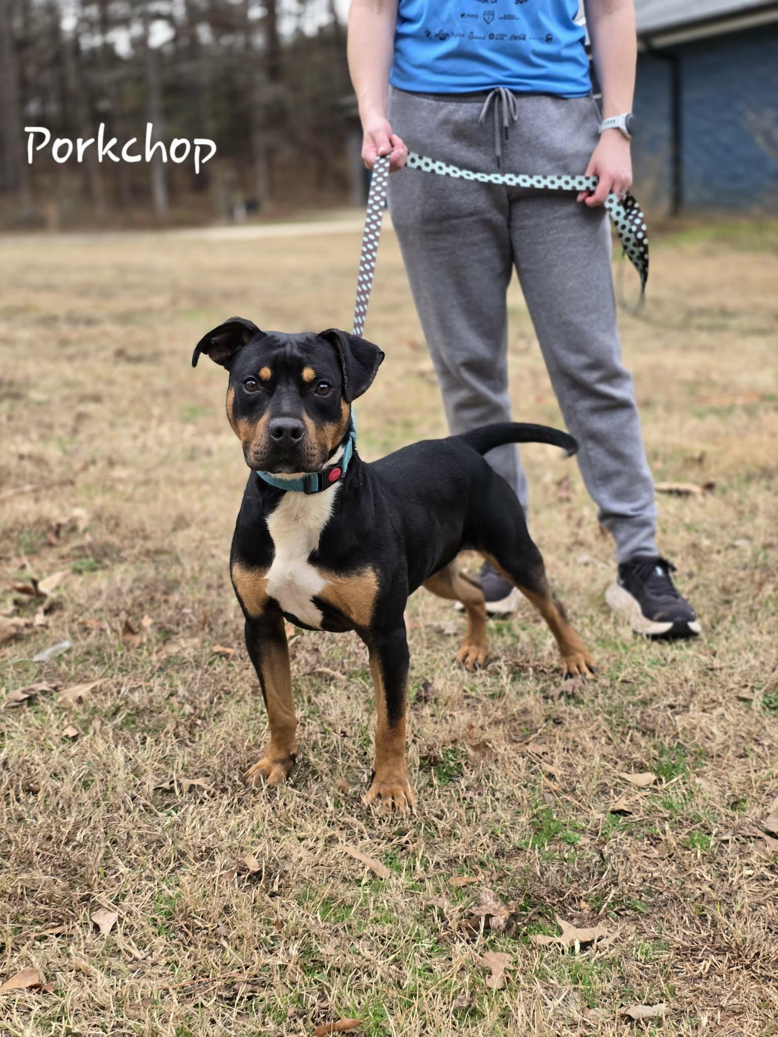 Enlarge Porkchop, a ADOPTABLE mixed breed in Bishop, GA image 6/6