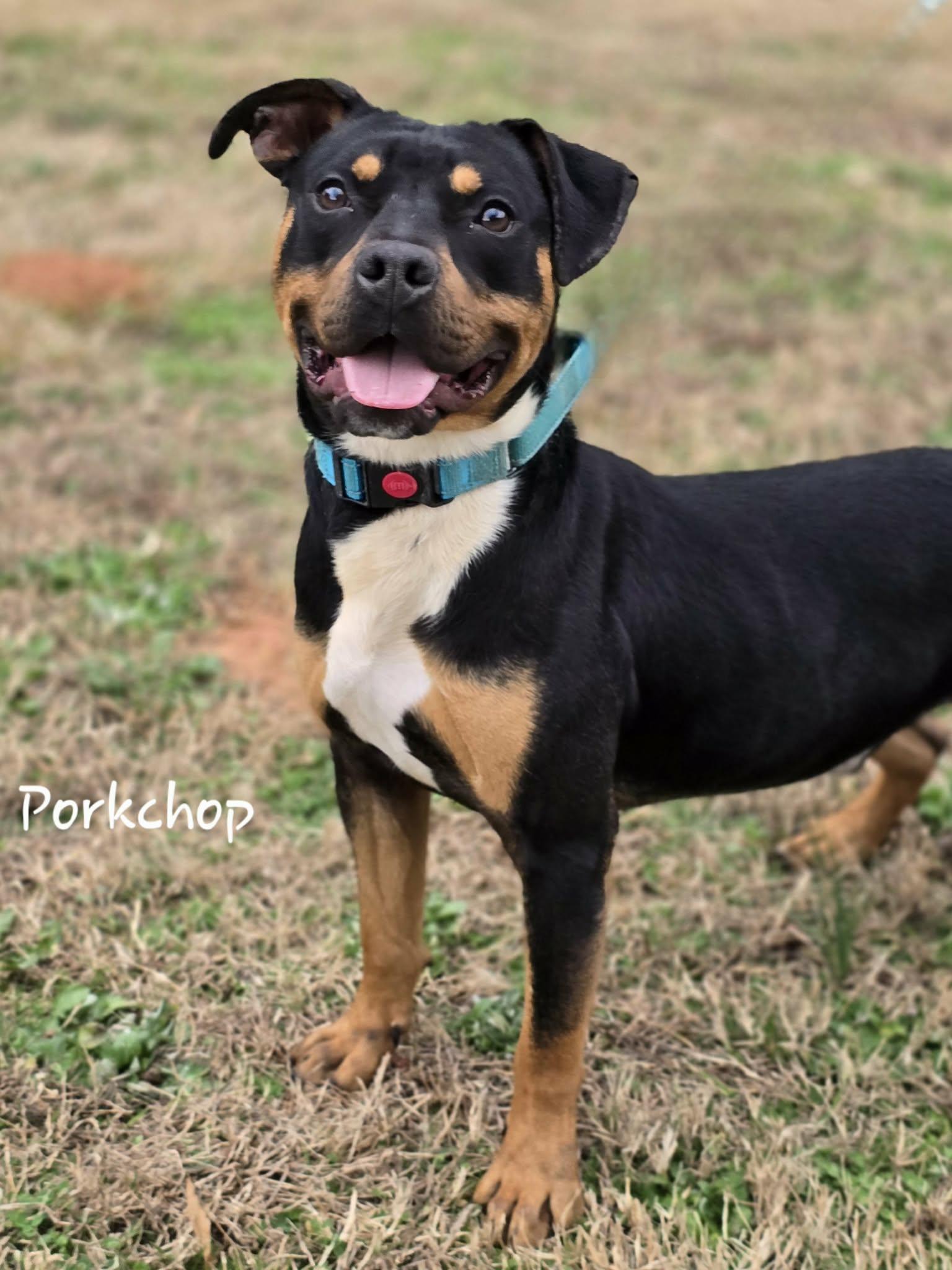 Enlarge Porkchop, a ADOPTABLE mixed breed in Bishop, GA image 2/6
