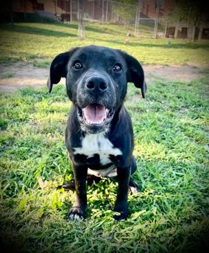 Zoey, Adopted, Young Female Labrador Retriever & Mixed Breed.