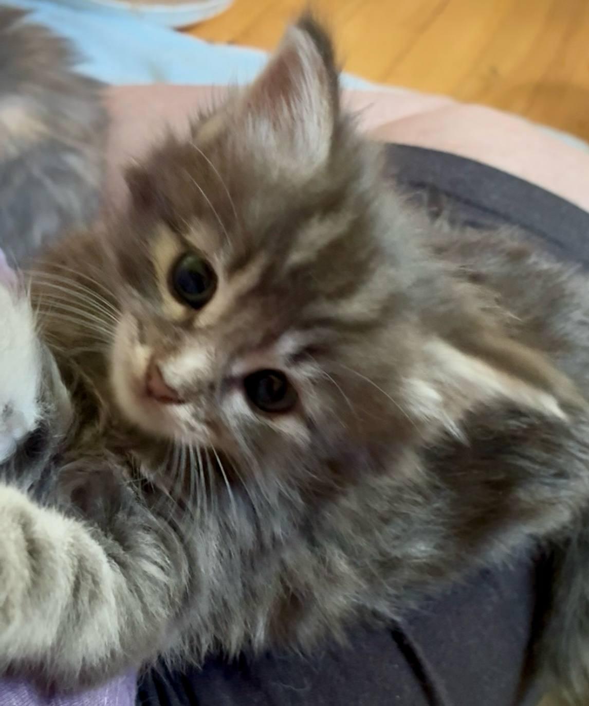 Roxy, Baby Female Domestic Long Hair