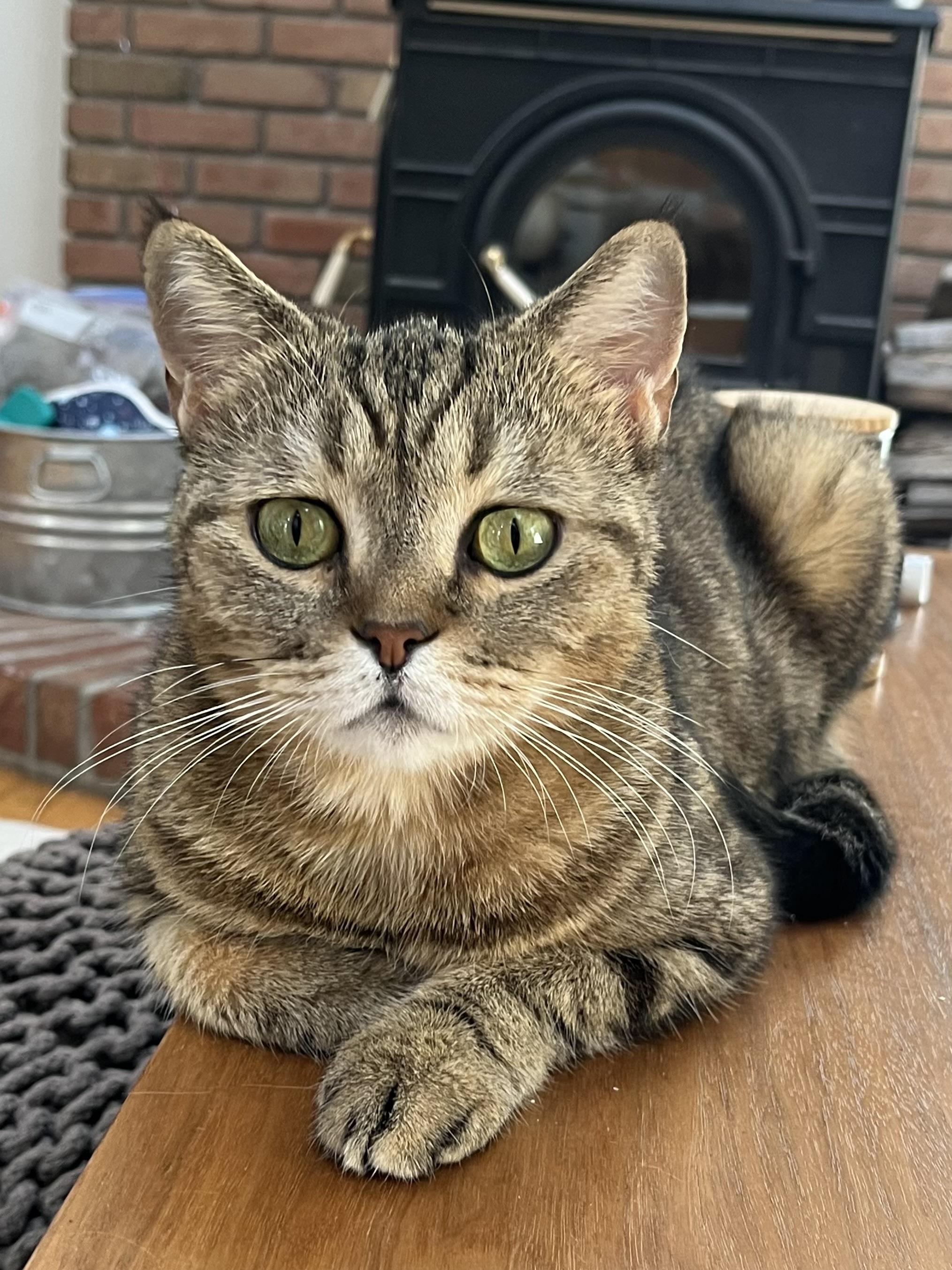 Enlarge Rhea, a Adoptable Scottish Fold in Brooklyn, NY image 1/6