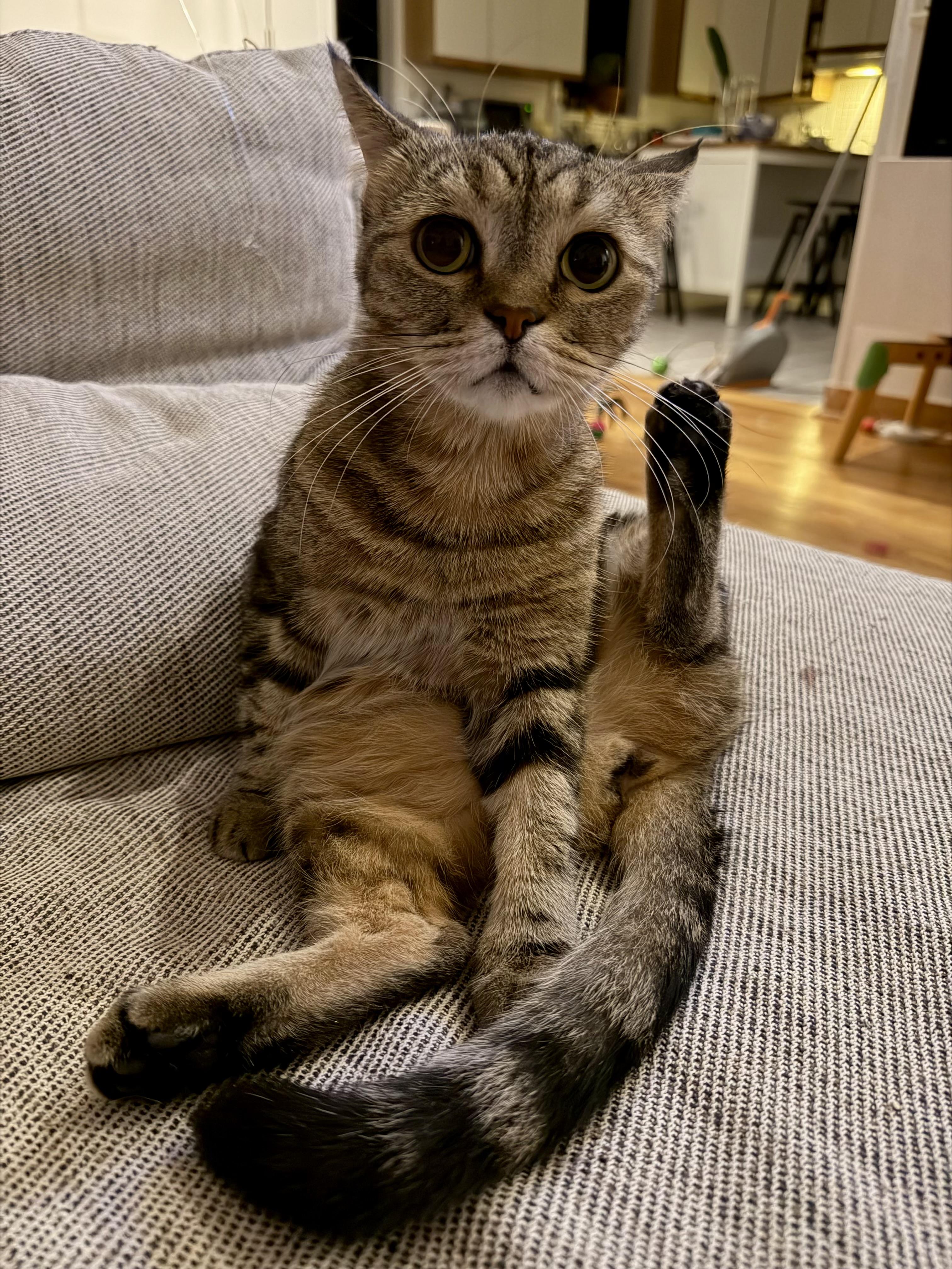 Enlarge Rhea, a Adoptable Scottish Fold in Brooklyn, NY image 4/6