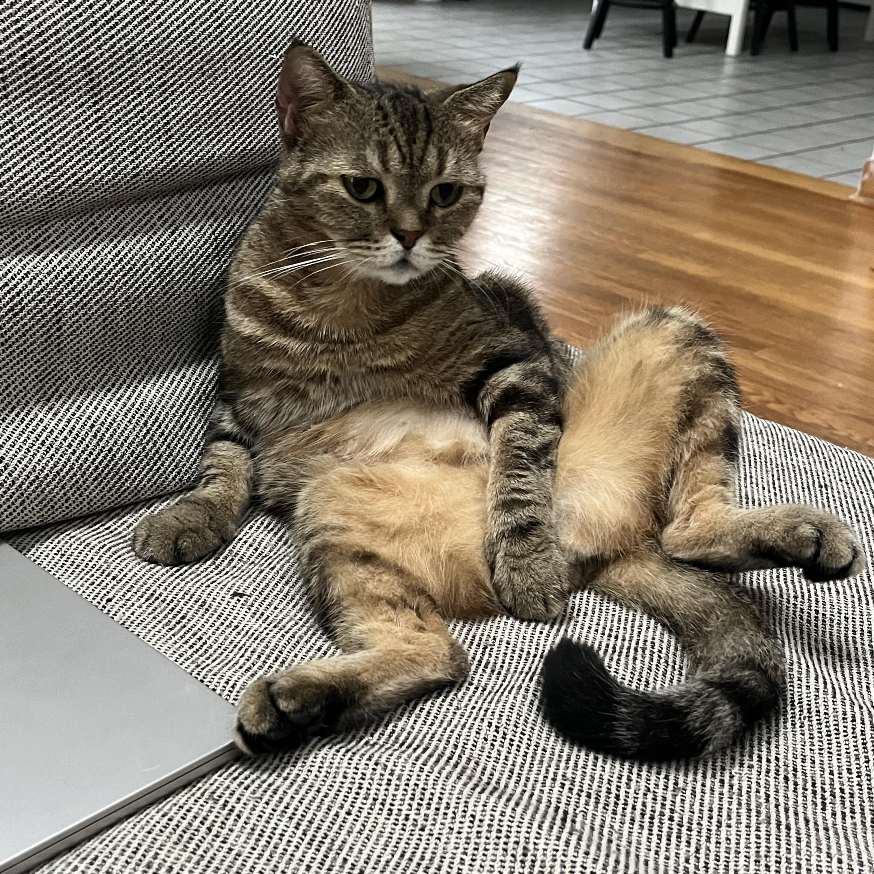 Enlarge Rhea, a Adoptable Scottish Fold in Brooklyn, NY image 3/6