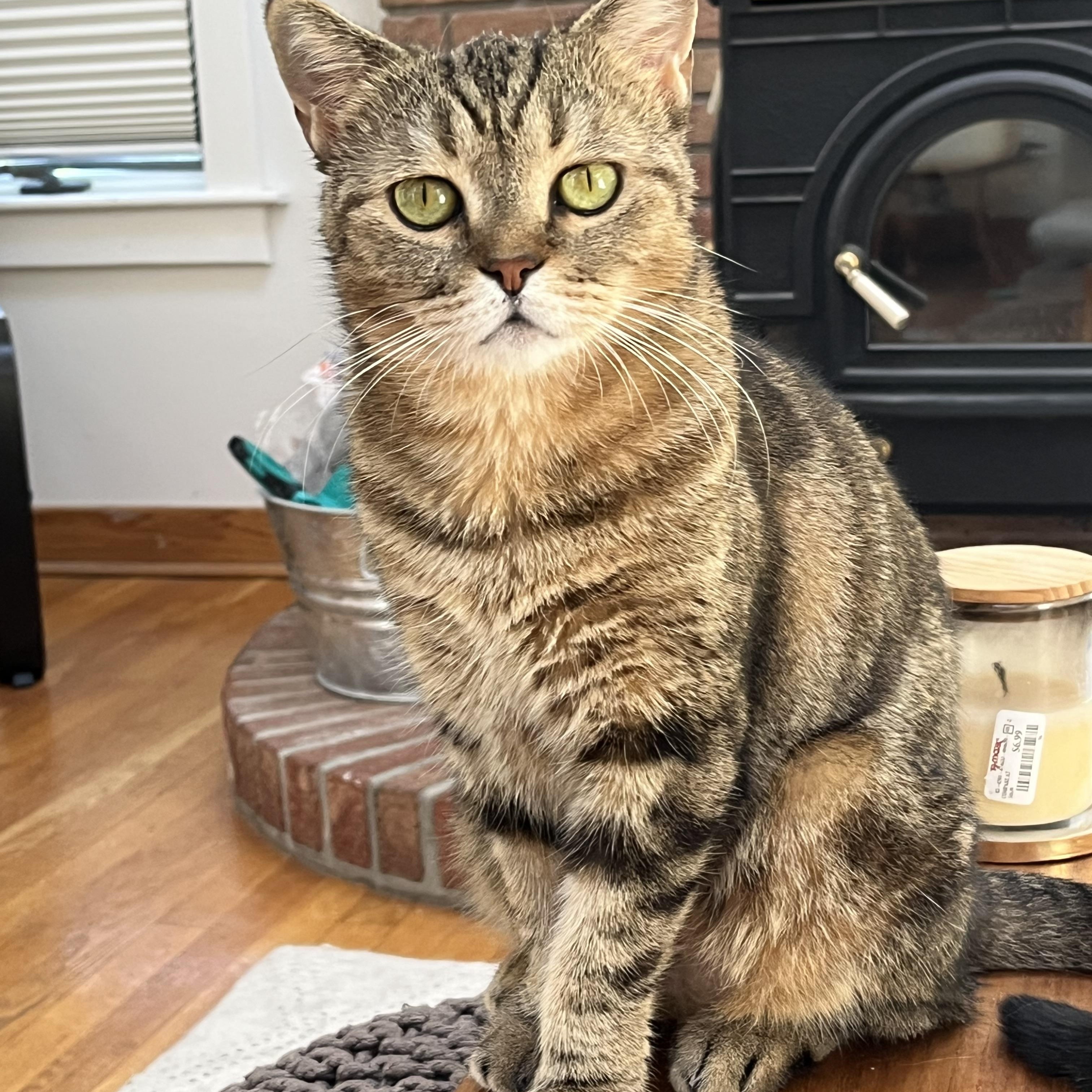 Enlarge Rhea, a Adoptable Scottish Fold in Brooklyn, NY image 5/6