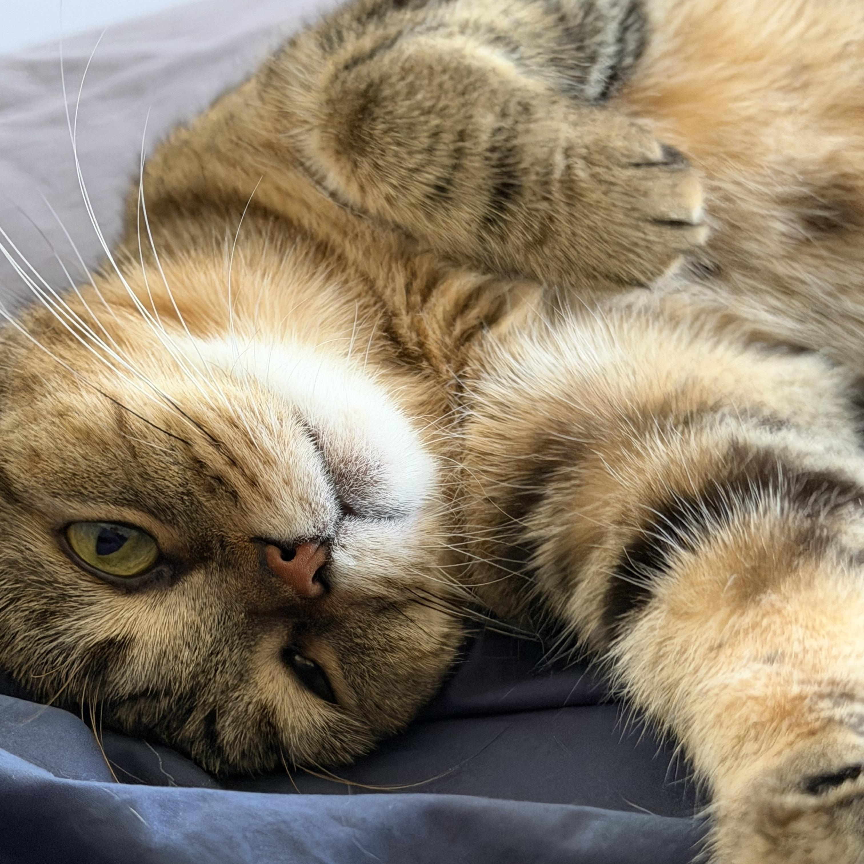 Enlarge Rhea, a Adoptable Scottish Fold in Brooklyn, NY image 2/6