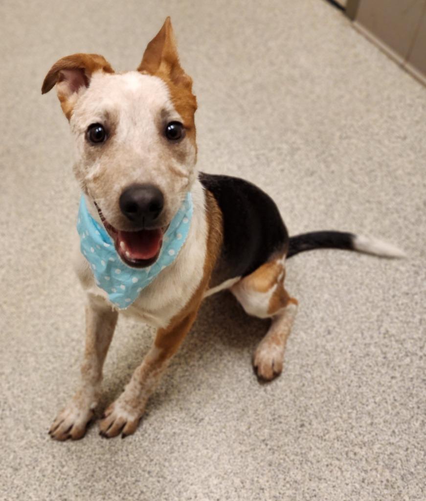 Enlarge Norman, a Adoptable Cattle Dog in Superior, WI image 1/3