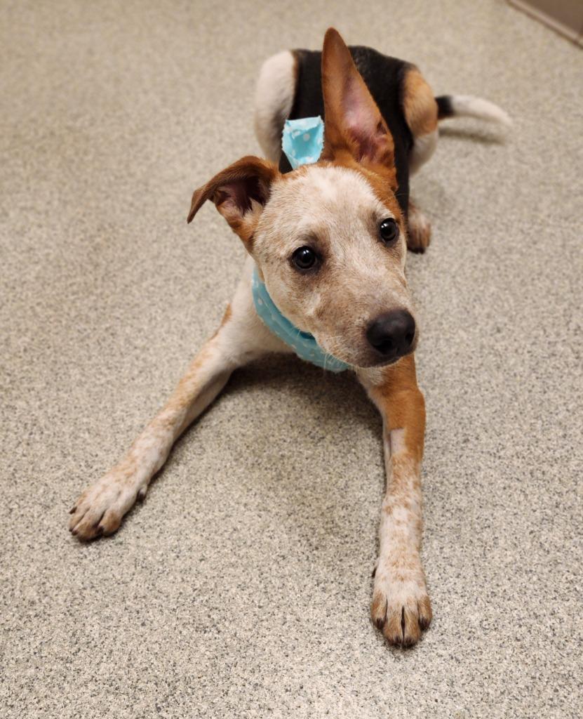 Norman, a Adoptable Cattle Dog in Superior, WI image 3/3
