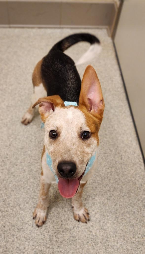 Enlarge Norman, a Adoptable Cattle Dog in Superior, WI image 3/3