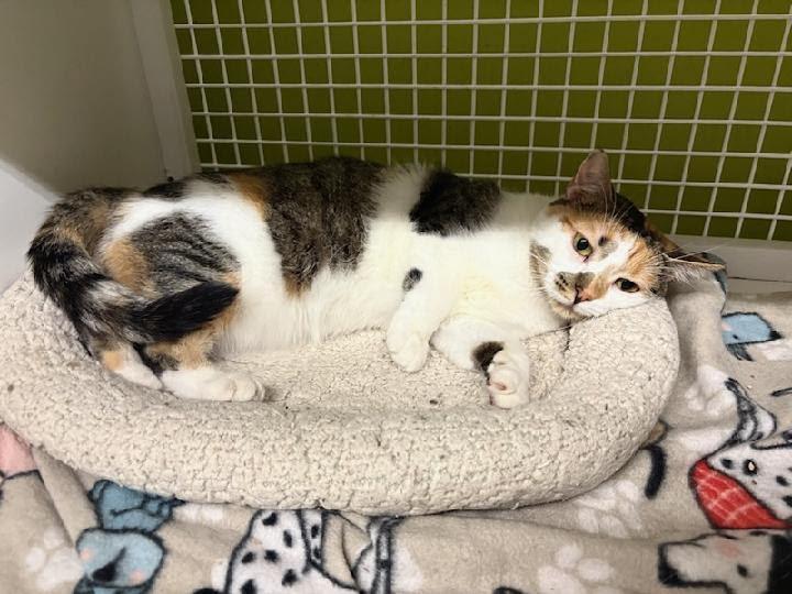 Enlarge Hazel, a Adoptable Calico in Mound, MN image 2/3