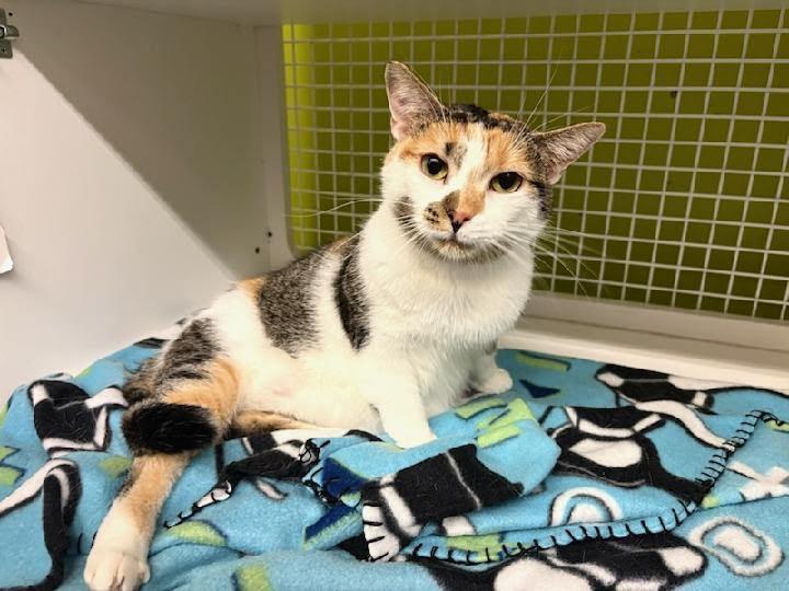 Enlarge Hazel, a Adoptable Calico in Mound, MN image 3/3