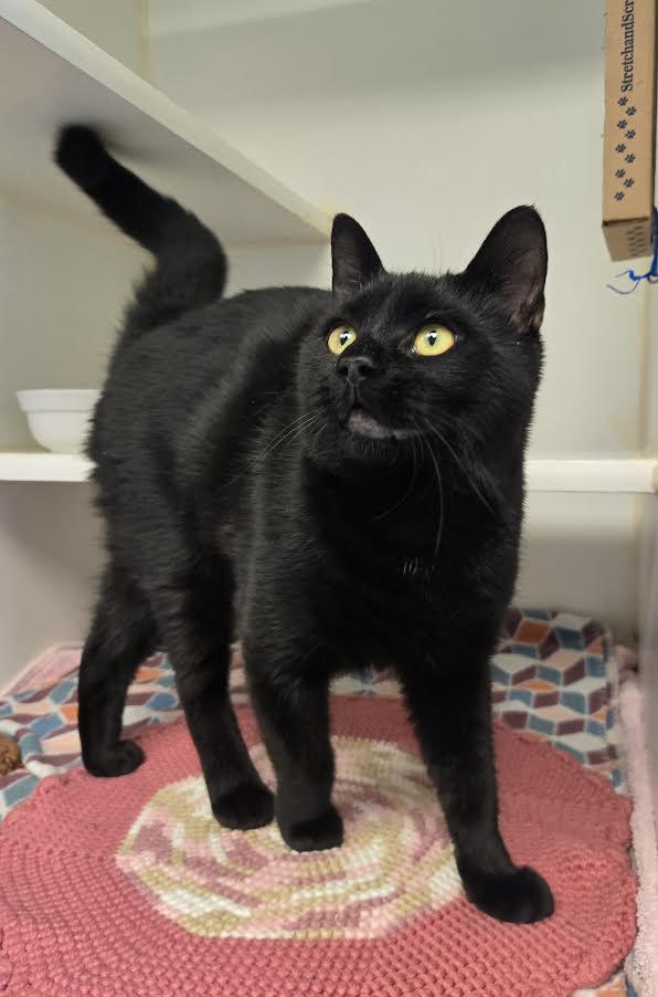 Enlarge Juice, an adopted mixed breed in Bellingham, WA image 3/6