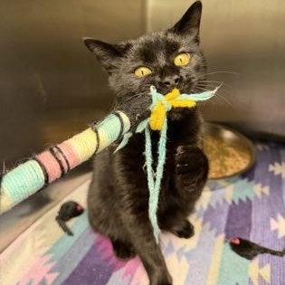 Enlarge Juice, an adopted mixed breed in Bellingham, WA image 5/6