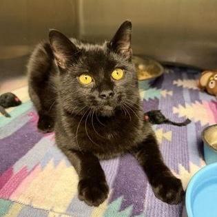 Enlarge Juice, an adopted mixed breed in Bellingham, WA image 4/6