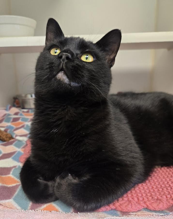 Juice, adopted, Young Male Domestic Short Hair.