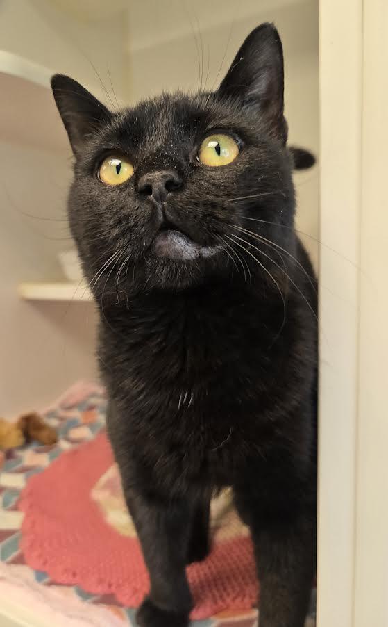 Enlarge Juice, an adopted mixed breed in Bellingham, WA image 2/6