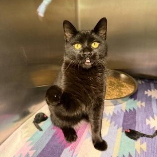 Enlarge Juice, an adopted mixed breed in Bellingham, WA image 6/6