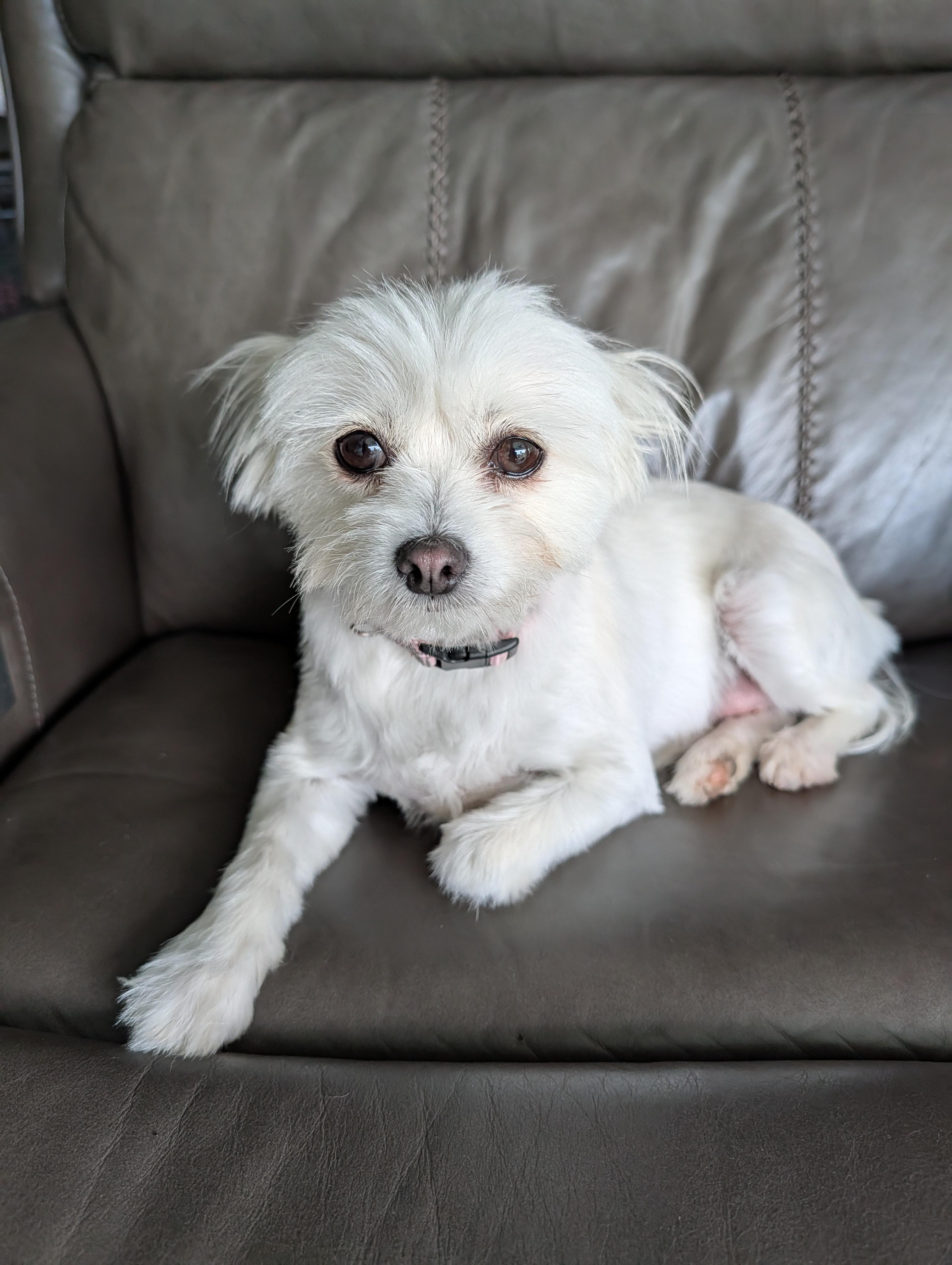 Enlarge Salty, a Adoptable mixed breed in Baton Rouge, LA image 3/3